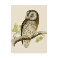 Védjegy Szépművészet 'Morris Tengmalms Owl' vászon művészete Morris