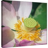 Képek, Lotus Lily 20x20, dekoratív vászon fali művészet