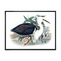 Ausztráliai ősi madarak keretes festmény vászon művészeti nyomtatás