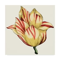 A Vision Studio védjegye Képzőművészet 'Tulip Garden III' vászon művészete